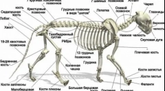 Caracteristicile scheletului felinar